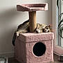 Nono participe au concours pour gagner de l'argent avec cette photo : cat, cat_tree, furniture, indoor, relaxed, pet, animal, wooden_floor, plant, window, cozy, pink, home, domestic_cat, lazy, paw, resting, stretching, sunlight, living_room