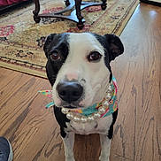 Pepper joined the competition — help win amazing prizes! animal, bandana, black_and_white, canine, close_up, cute, dog, domestic_animal, flooring, furniture, home, indoor, living_room, looking, pearl_necklace, pet, portrait, rug, table, wooden_floor