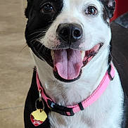 Pepper is registered to the contest to win money with this photo: dog, black_and_white, pink_collar, tongue_out, smiling, indoor, play_structure, happy, pet, canine, floor, collar_tag, close_up, friendly, animal, domestic_animal, looking_at_camera, ears_up, bright_eyes, tongue