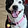 Pepper