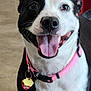 dog, black_and_white, pink_collar, tongue_out, smiling, indoor, play_structure, happy, pet, canine, floor, collar_tag, close_up, friendly, animal, domestic_animal, looking_at_camera, ears_up, bright_eyes, tongue