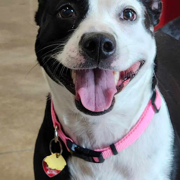 Pepper is registered to the contest to win money with this photo: animal, black_and_white, bright_eyes, canine, close_up, collar_tag, dog, domestic_animal, ears_up, floor, friendly, happy, indoor, looking_at_camera, pet, pink_collar, play_structure, smiling, tongue, tongue_out