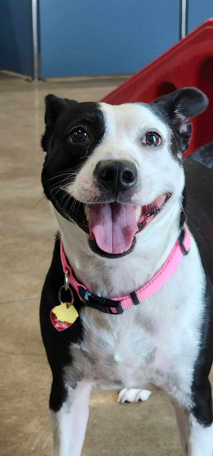 Pepper is registered to the contest to win money with this photo: dog, black_and_white, pink_collar, tongue_out, smiling, indoor, play_structure, happy, pet, canine, floor, collar_tag, close_up, friendly, animal, domestic_animal, looking_at_camera, ears_up, bright_eyes, tongue