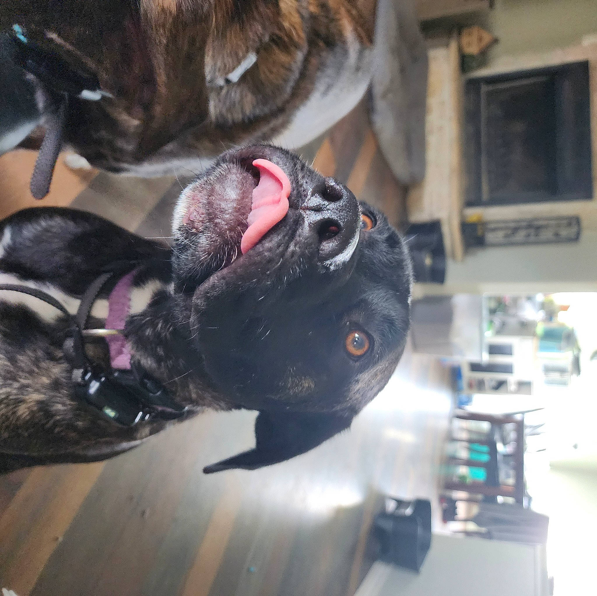 Freya is registered to the contest to win money with this photo: audio_equipment, automotive_tire, canidae, carnivore, collar, companion_dog, dog, dog_breed, eyewear, fawn, fur, guard_dog, leash, liver, non_sporting_group, personal_protective_equipment, snout, sporting_group, tail, working_animal