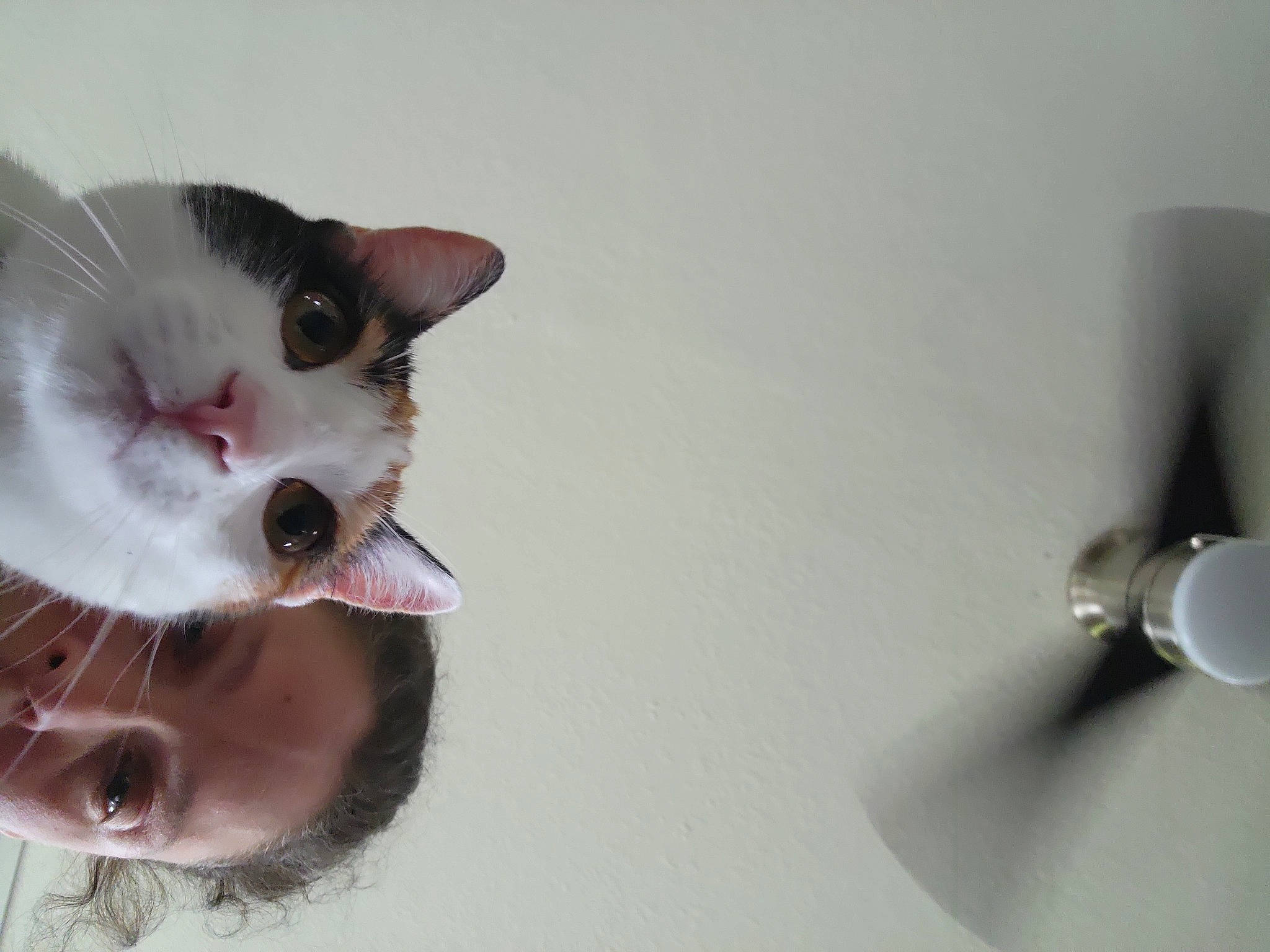 Tigger joined the competition — help win amazing prizes! body_jewelry, carnivore, cat, ceiling, circle, domestic_short_haired_cat, fashion_accessory, felidae, fur, jewellery, paw, small_to_medium_sized_cats, smile, snout, tail, whiskers