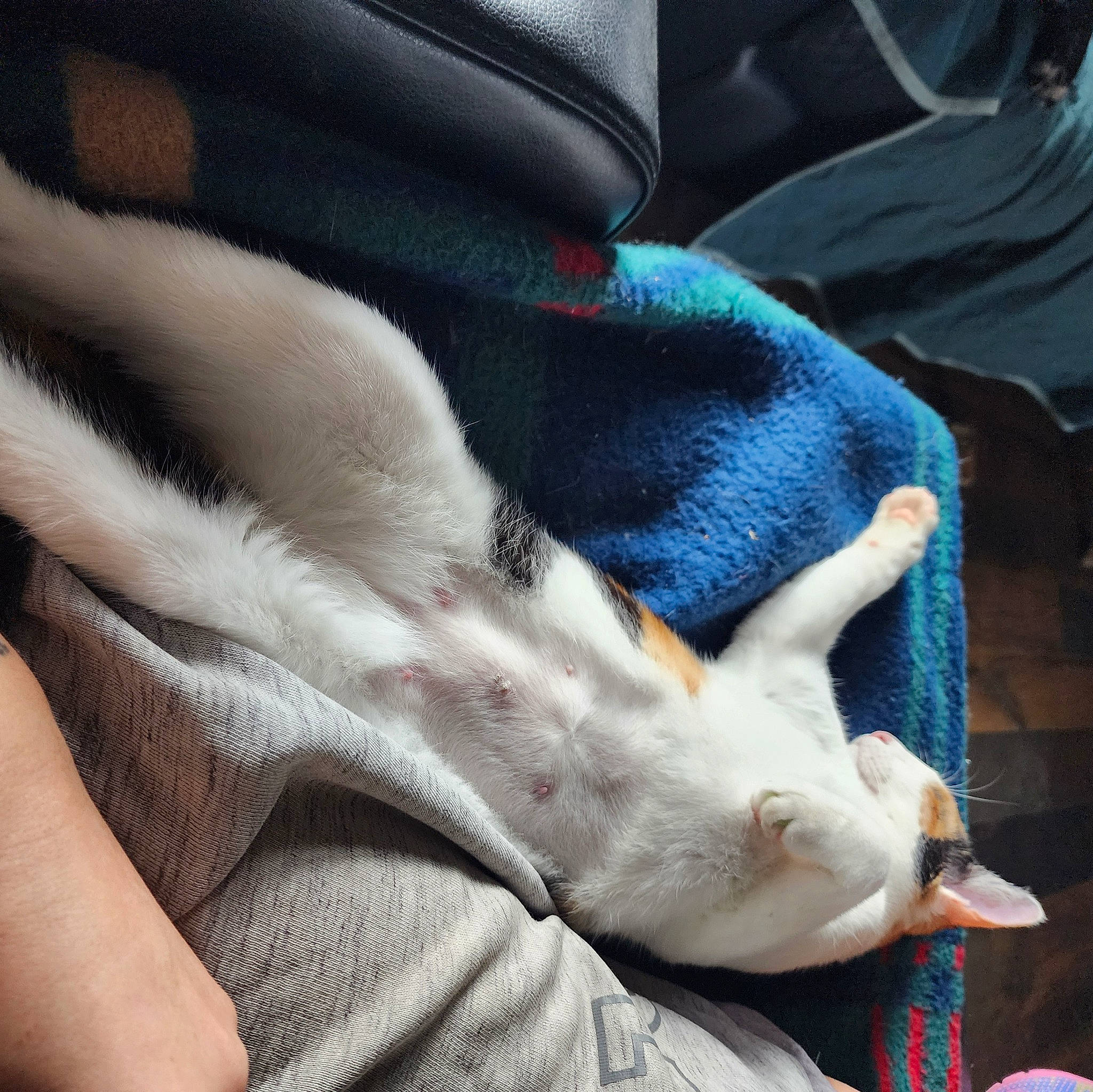 Tigger joined the competition — help win amazing prizes! canidae, carnivore, comfort, companion_dog, dog, dog_breed, electric_blue, fawn, foot, fur, gesture, human_leg, linens, mammal, nail, sleeve, snout, sporting_group, whiskers, wrist