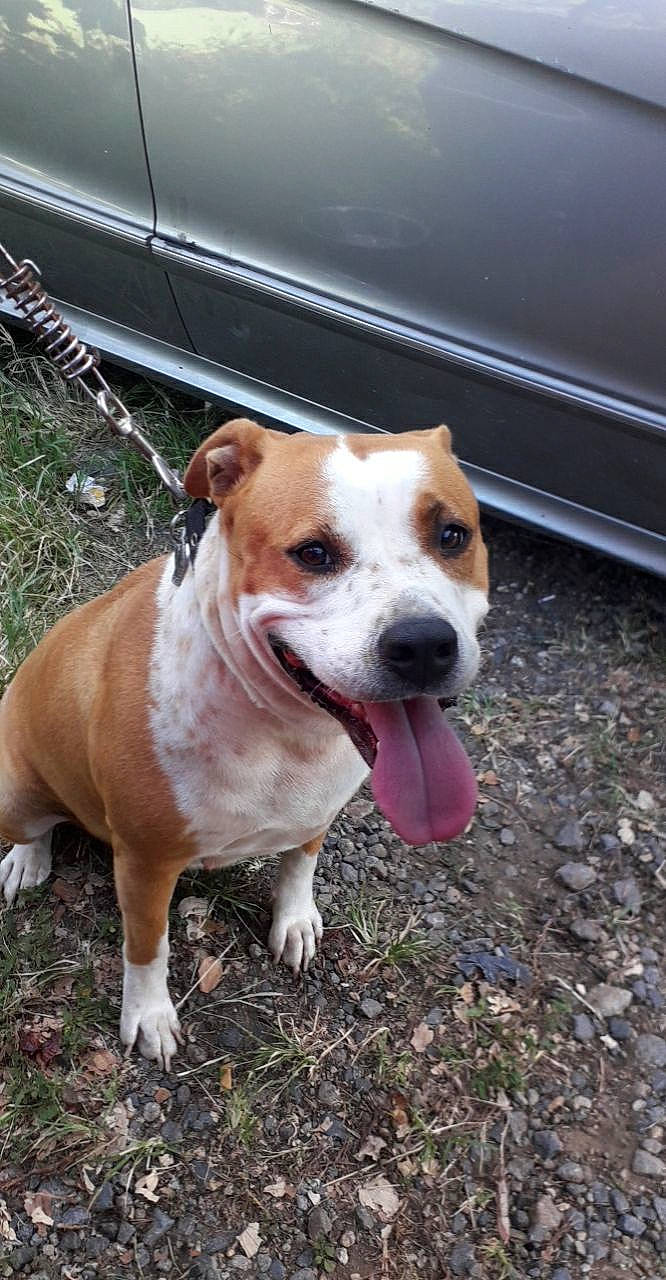 Kaya a rejoint le concours — aidez-le/la à gagner de superbes lots ! ancient_dog_breeds, canidae, carnivore, collar, companion_dog, dog, dog_breed, dog_collar, eye, fur, leash, non_sporting_group, paw, puppy, road_surface, snout, street_dog, terrier, whiskers, working_dog