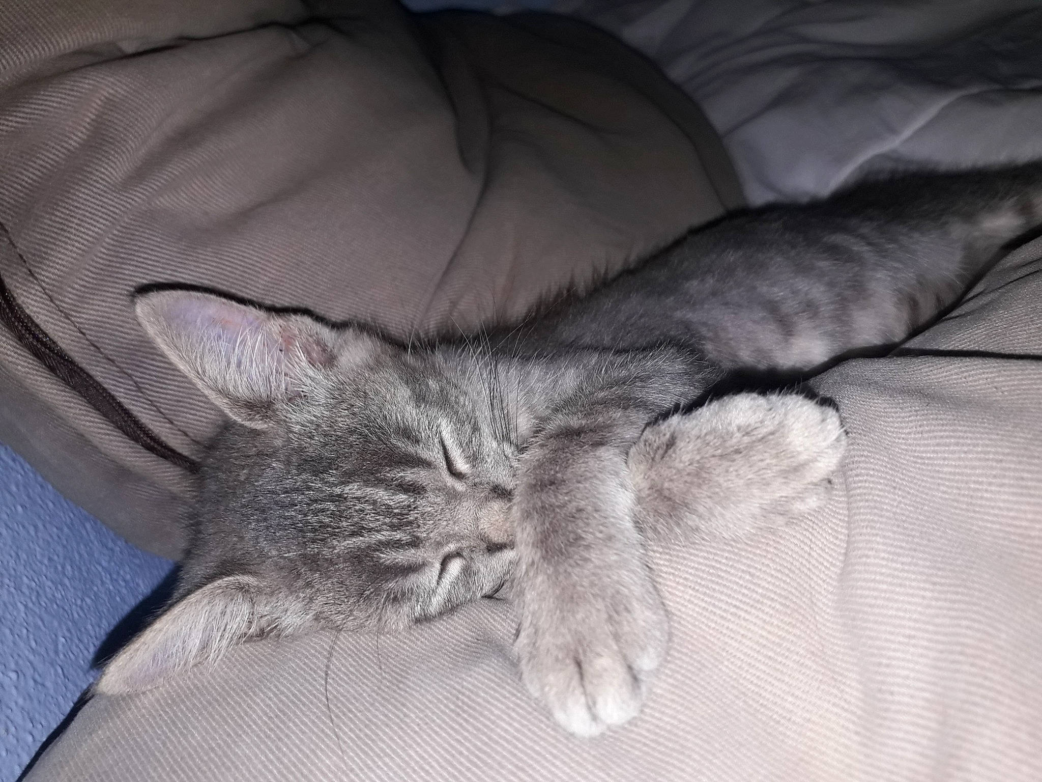 Cali a rejoint le concours — aidez-le/la à gagner de superbes lots ! carnivore, cat, claw, comfort, domestic_short_haired_cat, ear, eye, felidae, fur, gesture, grey, human_leg, linens, monochrome_photography, paw, sitting, small_to_medium_sized_cats, snout, tail, whiskers