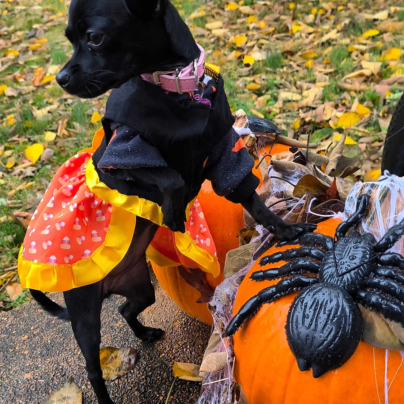 Suki is registered to the contest to win money with this photo: animal, canine, chihuahua, clothing, costume, dog, festival, flower, food, glove, grass, invertebrate, person, pet, plant, produce, pumpkin, spider, squash, vegetable