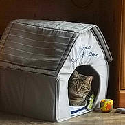 Sweetpea is registered to the contest to win money with this photo: blanket, cat, cozy, domestic_animal, entrance, eyes, fabric_house, green_toy, hardwood_floor, indoor, pet, pet_house, portrait, quilted_roof, resting, striped_fur, tabby_cat, toy_ball, whiskers, wood_cabinet