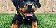 Zola is registered to the contest to win money with this photo: puppy, rottweiler, dog, grass, outdoor, pet, canine, happy, tongue_out, playful, fur, black_and_tan, collar, young, animal, cute, smiling, nature, wooden_fence, lying_down
