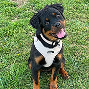 Zola joined the competition — help win amazing prizes! dog, rottweiler, puppy, grass, outdoor, pet, canine, animal, sitting, tongue_out, happy, collar, harness, ears_flopped, black_and_tan, cute, young, friendly, nature, playful