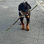 Zola joined the competition — help win amazing prizes! puppy, rottweiler, dog, leash, stick, mouth, asphalt, sidewalk, street, playful, young_dog, black_and_tan, pet, outdoor, walk, animal, canine, fur, cute, young