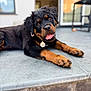 Zola joined the competition — help win amazing prizes! rottweiler, puppy, dog, tongue_out, lying_down, outdoor, curious, black_and_tan, pet, animal, canine, young_dog, playful, stone_surface, collar, ears, fur, eyes, paw, closeup