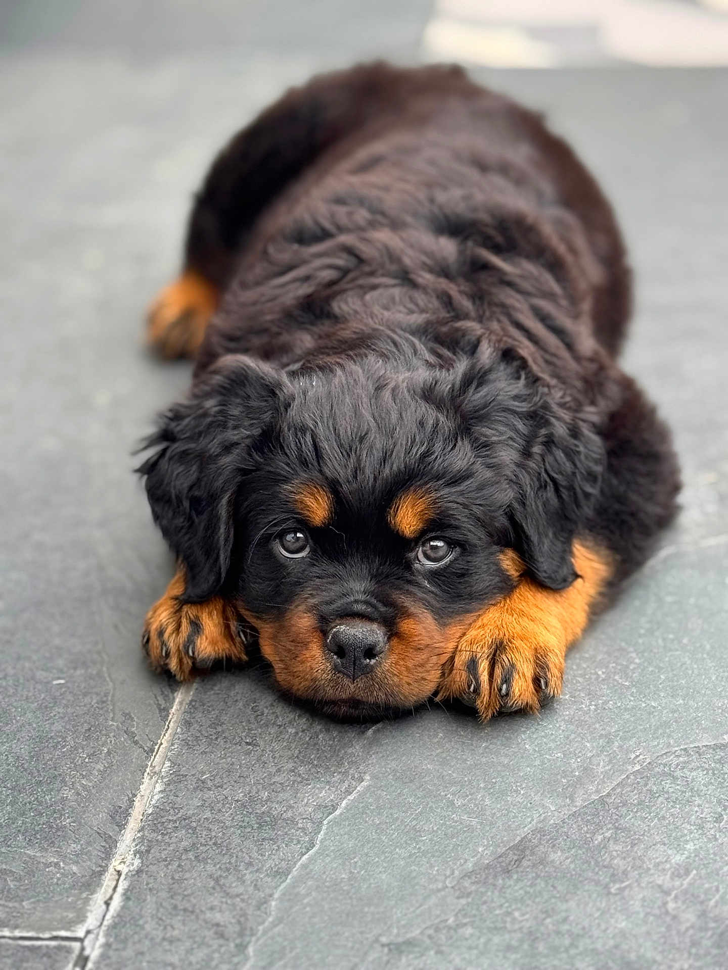 Zola