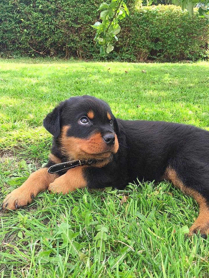 Thor