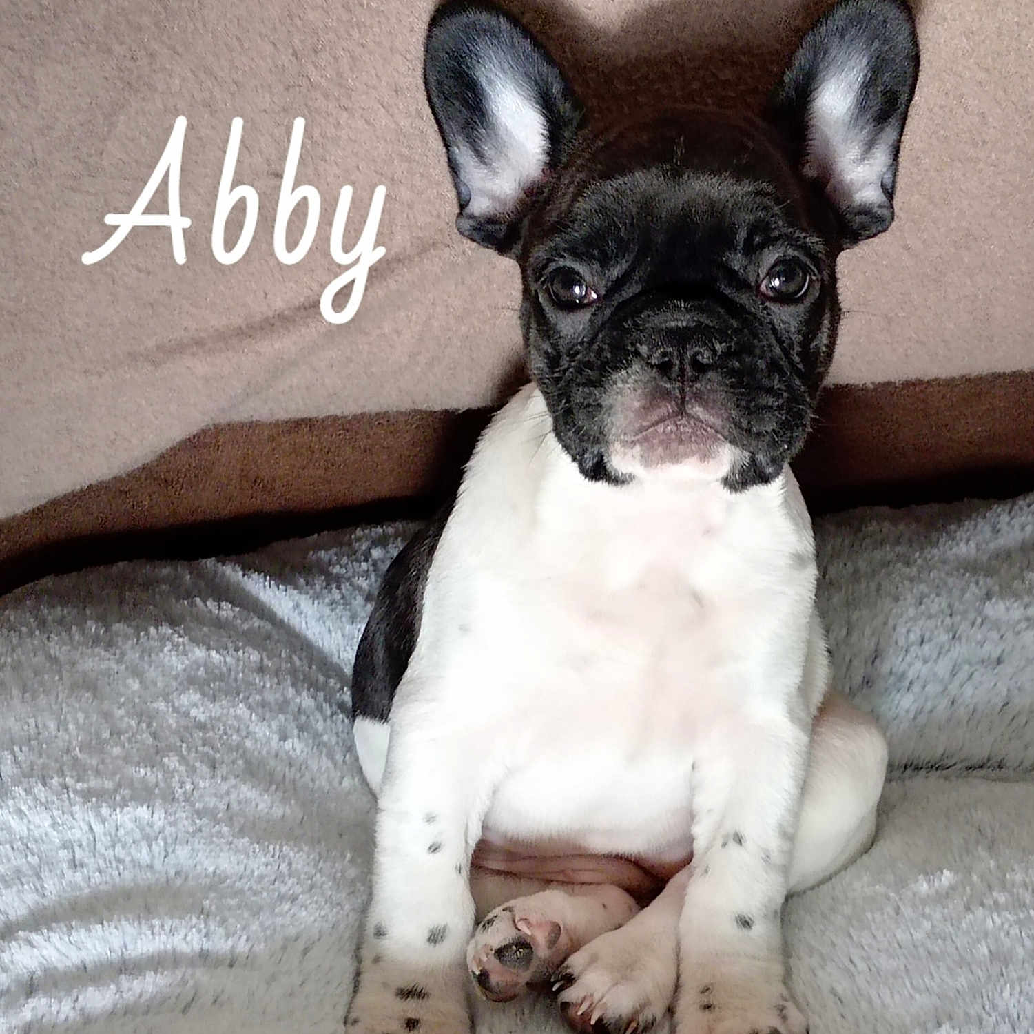 Abby a rejoint le concours — aidez-le/la à gagner de superbes lots ! animal, bostonbull, boxer, bulldog, canine, dog, frenchbulldog, pet, pitbull, puppy