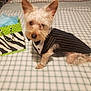 dog, small_dog, pet, bed, bedding, tuxedo, clothing, gift_bag, fabric, striped, green, black, white, indoor, cute, animal, fur, ears, paw, sitting