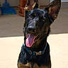 dog, german_shepherd, animal, pet, outdoor, tongue_out, collar, sitting, ears_up, alert, canine, friendly, portrait, daylight, potted_plants, patio, black_and_tan, fur, happy, domestic_animal