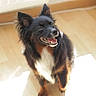 Kira participe au concours pour gagner de l'argent avec cette photo : black_dog, companion_animal, dog, fluffy, happy, home, indoor, long_hair, open_mouth, pet, photography, pointed_ears, portrait, small_dog, smiling, standing, sunlight, tan_markings, window_light, wooden_floor