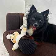Kira a rejoint le concours — aidez-le/la à gagner de superbes lots ! ball_of_yarn, black_and_tan, brown_furniture, chair, cute, dog, happy, home, indoor, long_hair, lounging, pet, plush_toy, pointed_ears, portrait, puppy, sitting, smiling, stuffed_animal, tongue_out