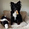 Kira a rejoint le concours — aidez-le/la à gagner de superbes lots ! black_and_tan, blanket, brown_markings, chewing, couch, cute, dog, fluffy, funny, indoor, long_hair, pet, plush_toy, portrait, puppy, snack, toy, treat, upright_ears, white_chest