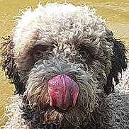 Titus participe au concours pour gagner de l'argent avec cette photo : animal, animal_face, canine, close_up, curly_fur, cute, dog, expression, face, friendly, fur, licking, muzzle, outdoor, pet, playful, portrait, tongue, tongue_out, wet_nose