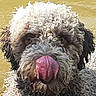 animal, animal_face, canine, close_up, curly_fur, cute, dog, expression, face, friendly, fur, licking, muzzle, outdoor, pet, playful, portrait, tongue, tongue_out, wet_nose
