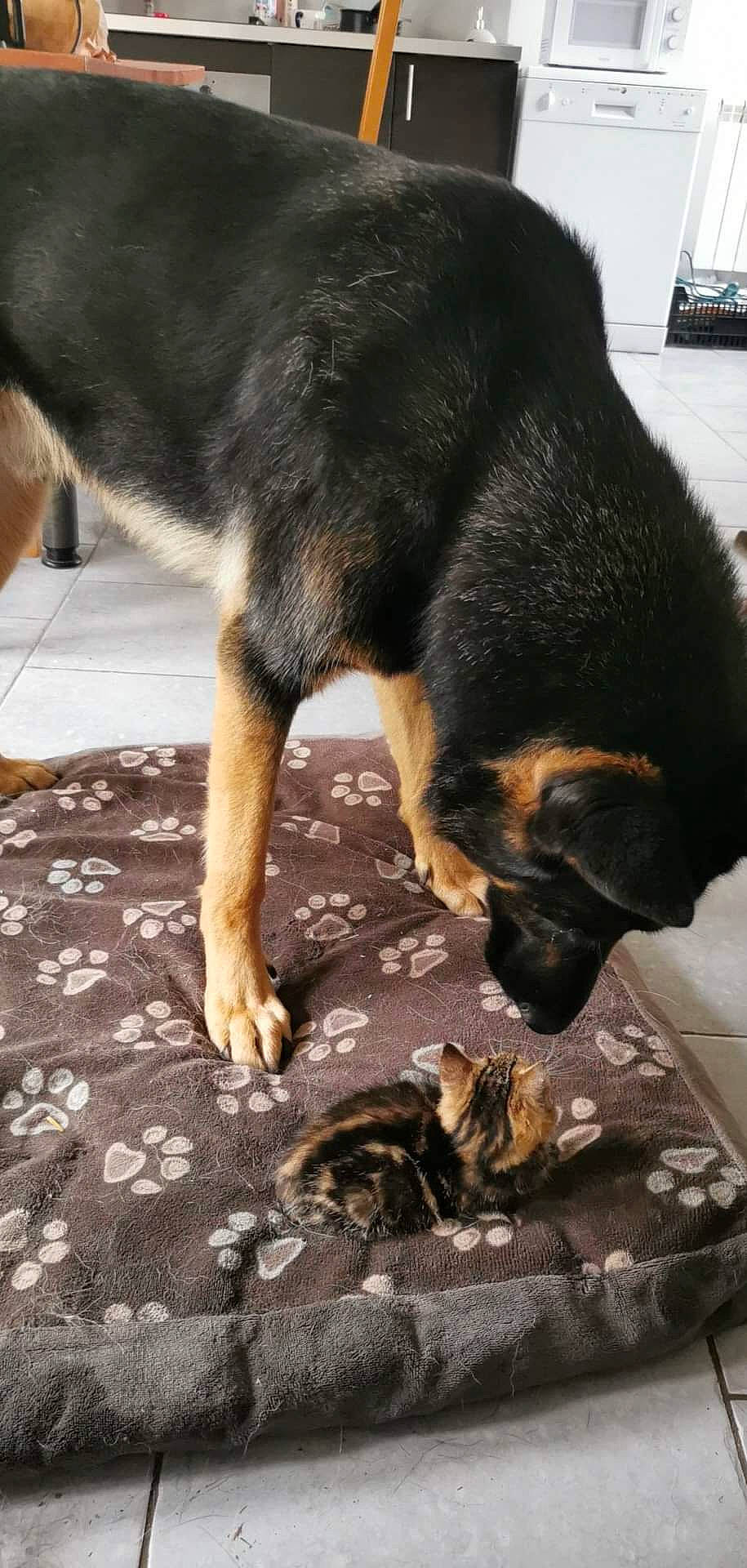 Fury participe au concours pour gagner de l'argent avec cette photo : canidae, carnivore, cat, claw, companion_dog, dog, dog_breed, flooring, foot, fur, guard_dog, herding_dog, paw, puppy, snout, sporting_group, tail, working_dog