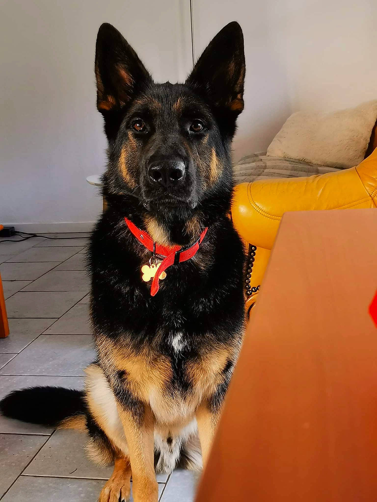 Fury a rejoint le concours — aidez-le/la à gagner de superbes lots ! biting, carnivore, collar, companion_dog, dog, dog_breed, dog_collar, dog_supply, east_european_shepherd, flooring, fur, german_shepherd_dog, herding_dog, paw, pet_supply, snout, sporting_group, terrestrial_animal, whiskers, working_animal
