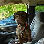 Gunner joined the competition — help win amazing prizes! dog, chocolate_brown, orange_collar, car_interior, passenger_seat, seatbelt, window, greenery, parked_car, leash, calm, pet, canine, animal, domestic, indoors, seat, resting, looking, companion