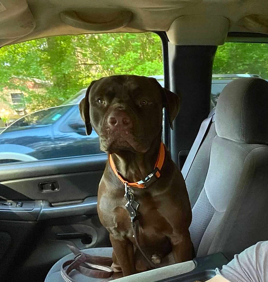Gunner joined the competition — help win amazing prizes! dog, chocolate_brown, orange_collar, car_interior, passenger_seat, seatbelt, window, greenery, parked_car, leash, calm, pet, canine, animal, domestic, indoors, seat, resting, looking, companion