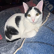 Harlow joined the competition — help win amazing prizes! cat, animal, pet, black_and_white, feline, yellow_eyes, cozy, towel, indoor, cute, fur, whiskers, ears, resting, looking, curious, domestic_cat, soft_texture, close_up, comfortable