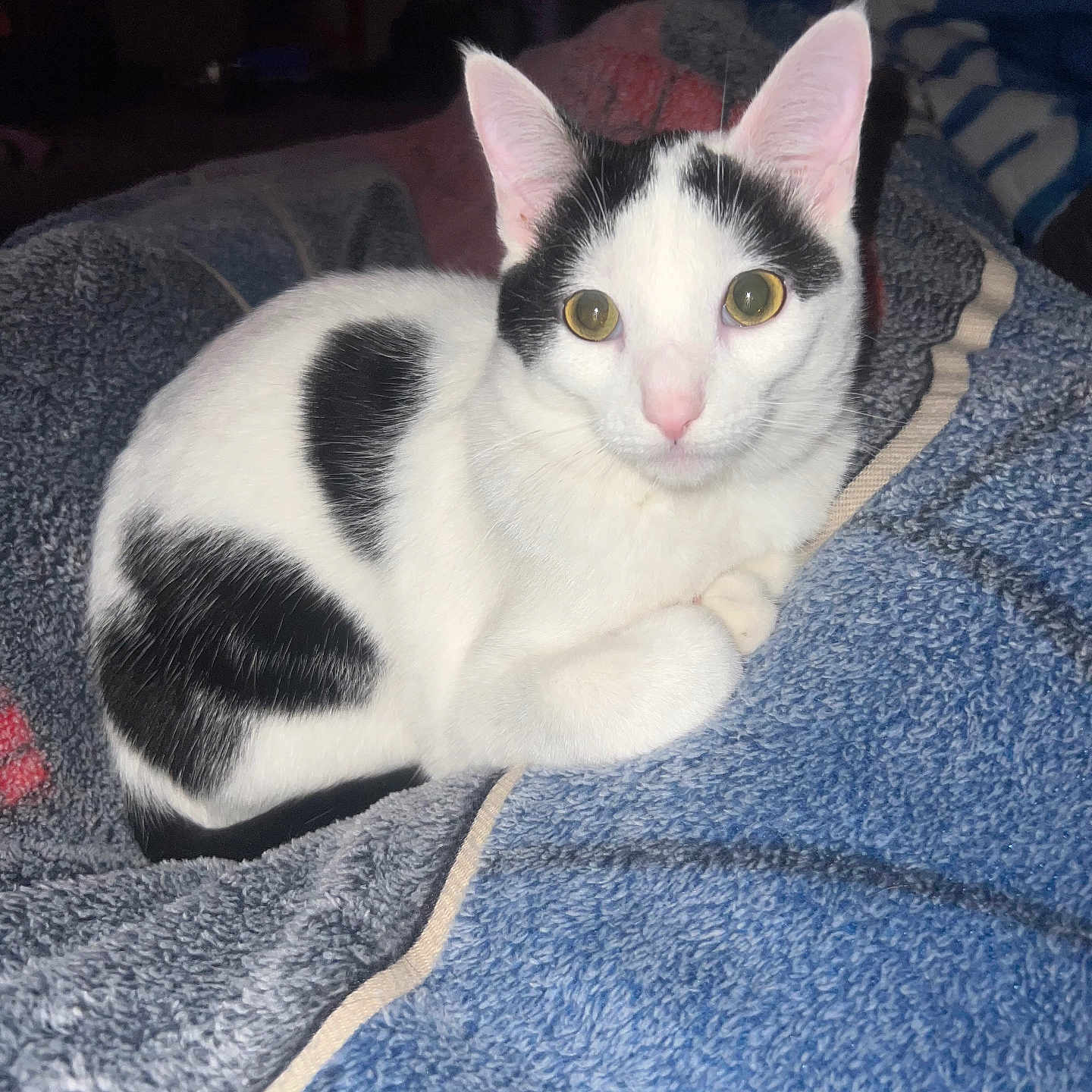 Harlow joined the competition — help win amazing prizes! animal, black_and_white, cat, close_up, comfortable, cozy, curious, cute, domestic_cat, ears, feline, fur, indoor, looking, pet, resting, soft_texture, towel, whiskers, yellow_eyes