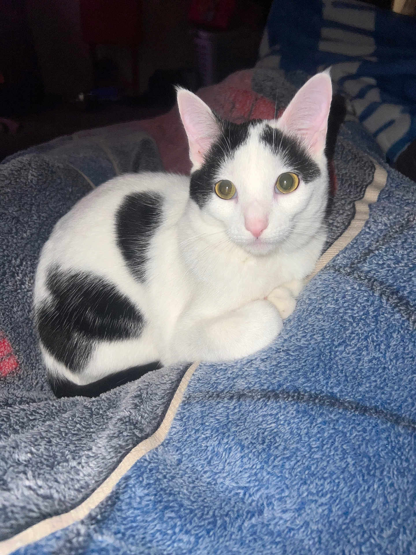Harlow joined the competition — help win amazing prizes! cat, animal, pet, black_and_white, feline, yellow_eyes, cozy, towel, indoor, cute, fur, whiskers, ears, resting, looking, curious, domestic_cat, soft_texture, close_up, comfortable