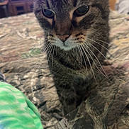 Taq is registered to the contest to win money with this photo: cat, tabby, pet, indoor, bed, blanket, close_up, fur, whiskers, animal, curious, domestic_cat, feline, eyes, face, home, soft_focus, quilt, resting, cozy
