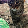 cat, tabby, pet, indoor, bed, blanket, close_up, fur, whiskers, animal, curious, domestic_cat, feline, eyes, face, home, soft_focus, quilt, resting, cozy