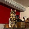 animal, basket, cat, coffee_grinder, curious, domestic_animal, feline, furniture, indoor, kitchen, paper_towel, pet, portrait, red_wall, shelf, still_life, tabby, utensils, vintage, wooden