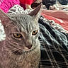 Pablo joined the competition — help win amazing prizes! cat, gray_cat, tabby, close_up, yellow_eyes, whiskers, ear, fur, plaid_fabric, blanket, clothing, indoor, cozy, pet, animal, feline, soft_texture, resting, curious, domestic