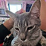 cat, gray_cat, tabby_cat, pet, hand, indoor, room, window, curtains, plant, vines, decoration, purple_light, furniture, relaxed, close_up, animal, whiskers, fur, ear