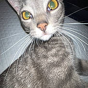 Pablo joined the competition — help win amazing prizes! cat, close_up, gray_tabby, whiskers, yellow_eyes, pet, animal, fur, portrait, indoor, curious, face, muzzle, texture, looking_up, feline, domestic_cat, soft_light, background, cute