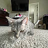 Pablo is registered to the contest to win money with this photo: cat, gray_tabby, carpet, indoor, furniture, dresser, television, stuffed_animal, doorway, room, pet, curious, motion_blur, tail, floor, home, living_space, wall, interior, animal