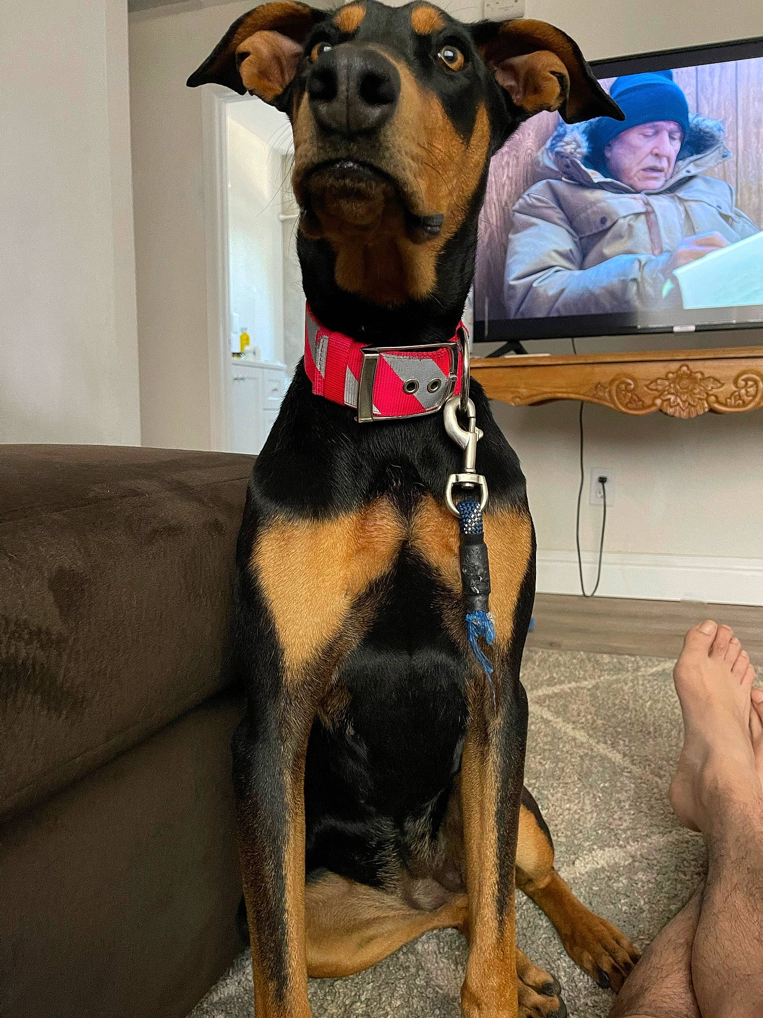 Bella is registered to the contest to win money with this photo: belt, canidae, carnivore, collar, companion_dog, dog, dog_breed, dog_collar, dog_supply, fawn, foot, guard_dog, liver, pet_supply, snout, sporting_group, television, vertebrate, working_animal, working_dog