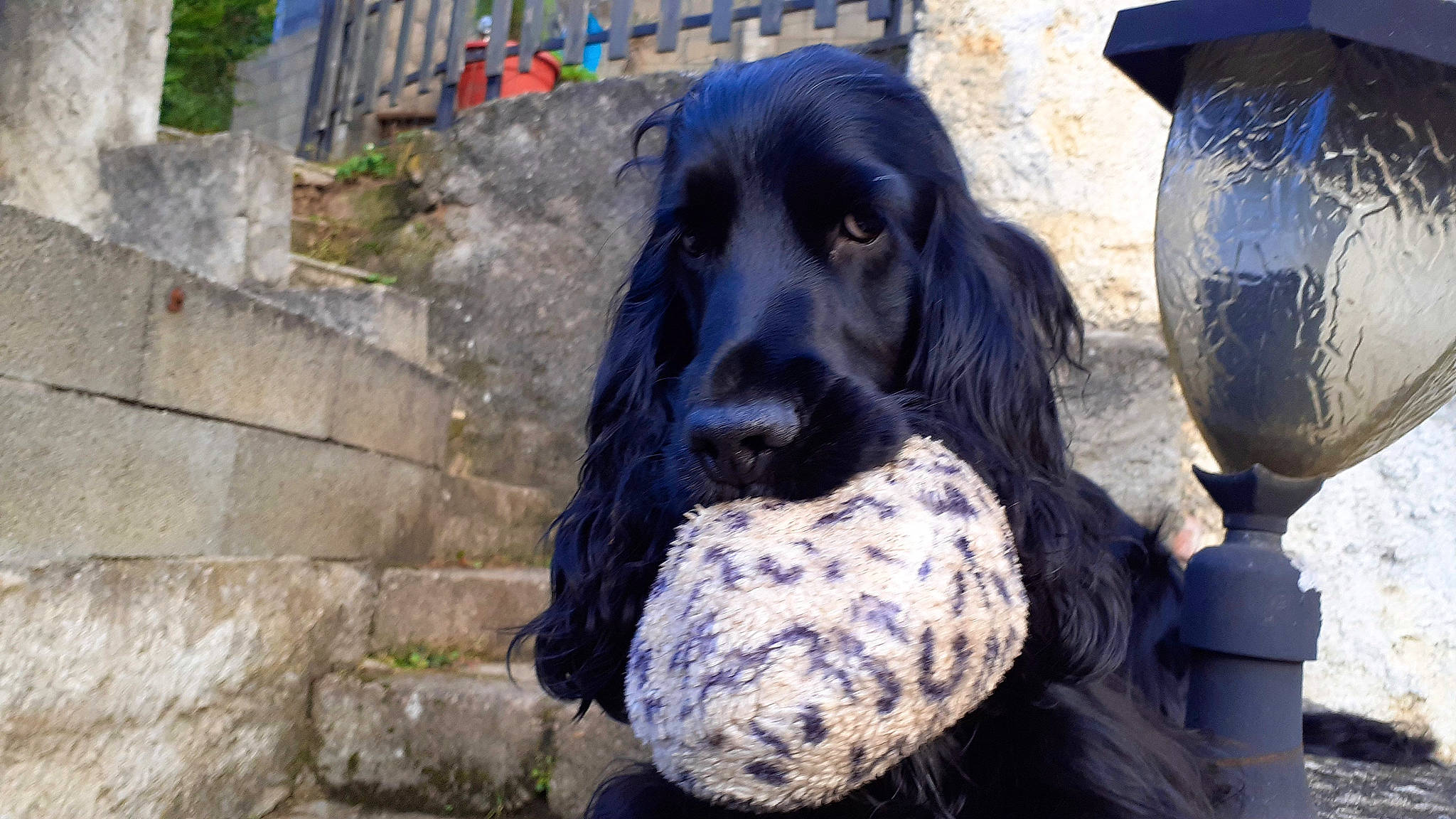 Pépito participe au concours pour gagner de l'argent avec cette photo : blue, canidae, carnivore, companion_dog, dog, dog_breed, fur, gun_dog, hunting_dog, pattern, retriever, sitting, snout, spaniel, sporting_group, working_animal, working_dog