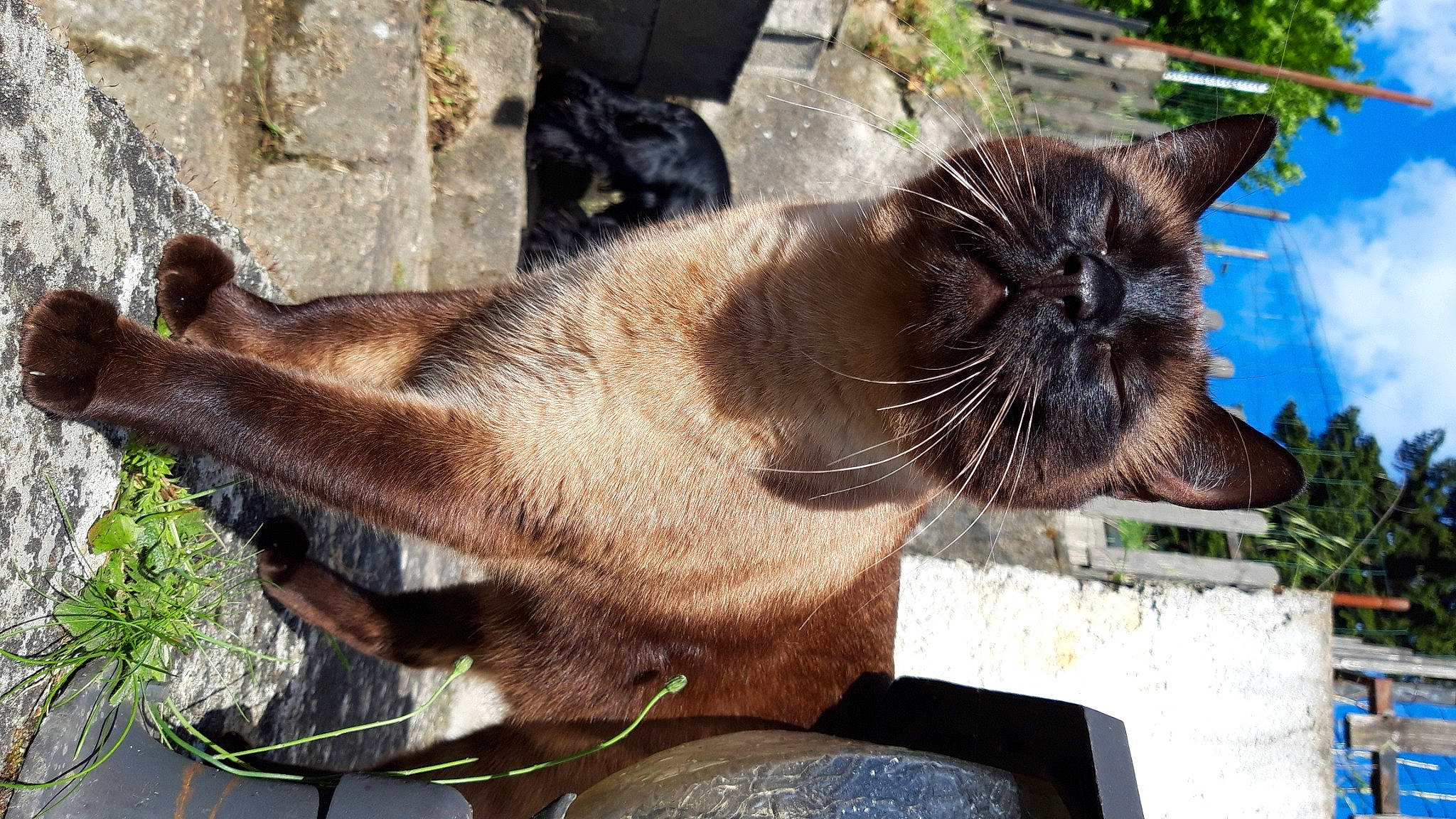 Guapo participe au concours pour gagner de l'argent avec cette photo : asian, burmese, carnivore, cat, domestic_short_haired_cat, fawn, felidae, havana_brown, mammal, siamese, small_to_medium_sized_cats, snout, thai, tonkinese, vertebrate, whiskers