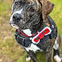 dog, brindle, canine, pet, harness, bow, red_bow, green_bow, outdoor, grass, closeup, portrait, sitting, animal, cute, friendly, fur, leash, expression, background_blur