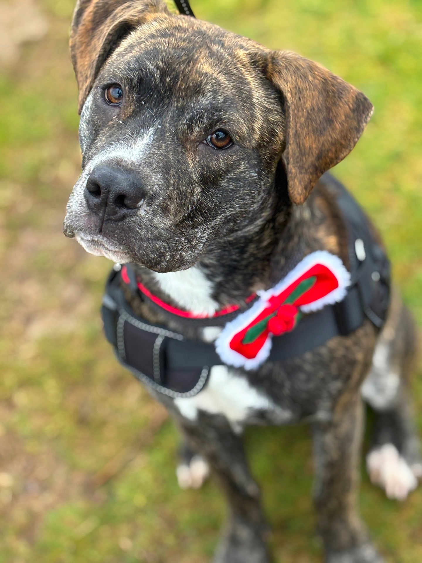 Rio joined the competition — help win amazing prizes! dog, brindle, canine, pet, harness, bow, red_bow, green_bow, outdoor, grass, closeup, portrait, sitting, animal, cute, friendly, fur, leash, expression, background_blur