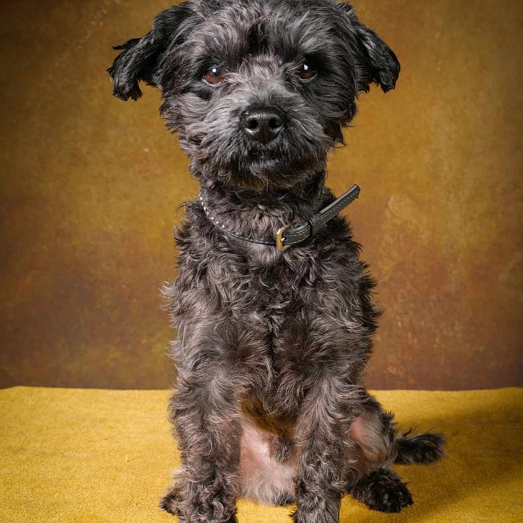 Poons participe au concours pour gagner de l'argent avec cette photo : affenpinscher, animal, canine, dog, pet, poodle, puppy, terrier, whitedog