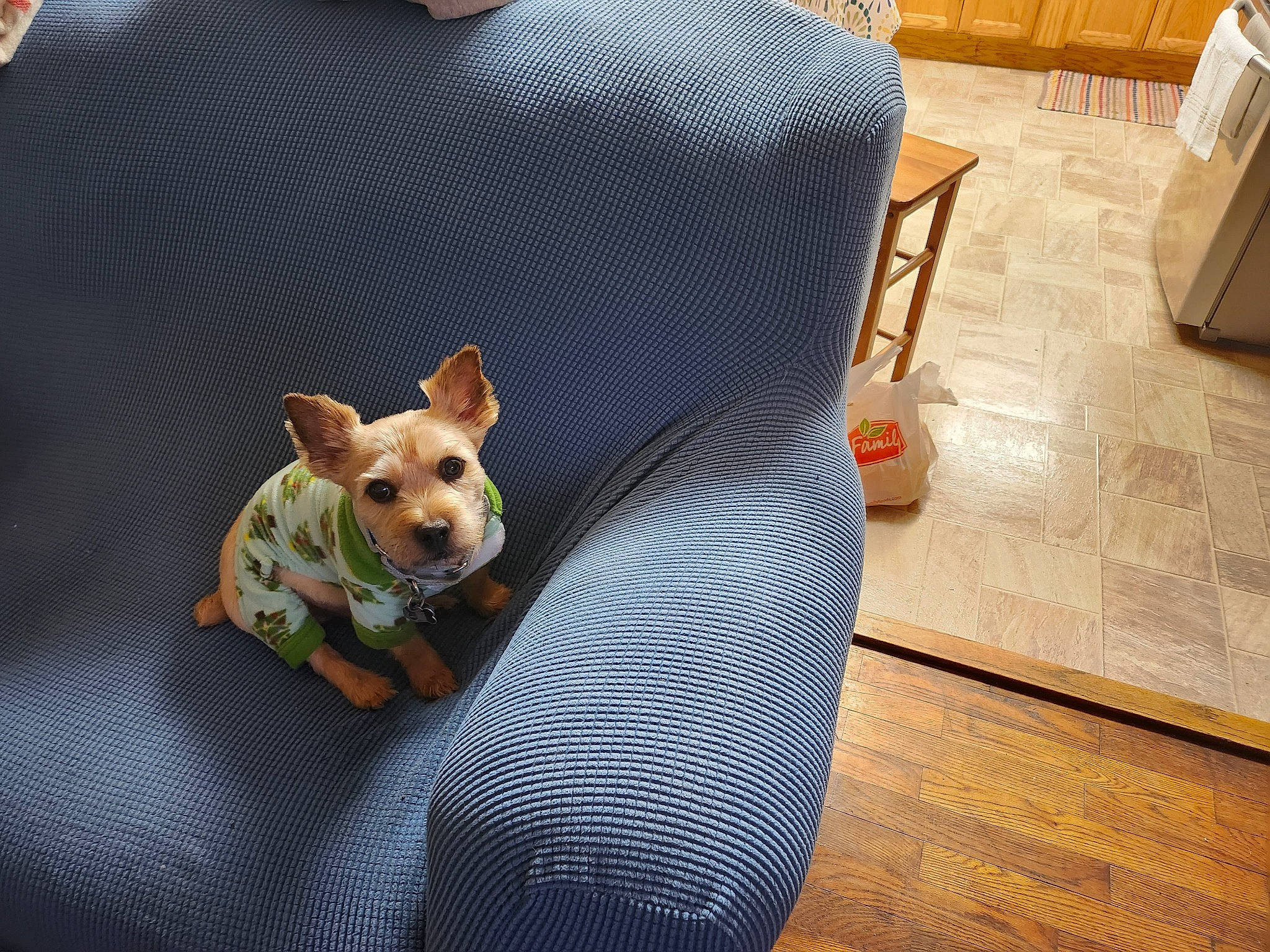 Teddy is registered to the contest to win money with this photo: canidae, carnivore, chair, comfort, companion_dog, couch, dog, dog_bed, dog_breed, dog_supply, fawn, flooring, hardwood, pet_supply, snout, sporting_group, toy_dog, whiskers, wood, working_animal