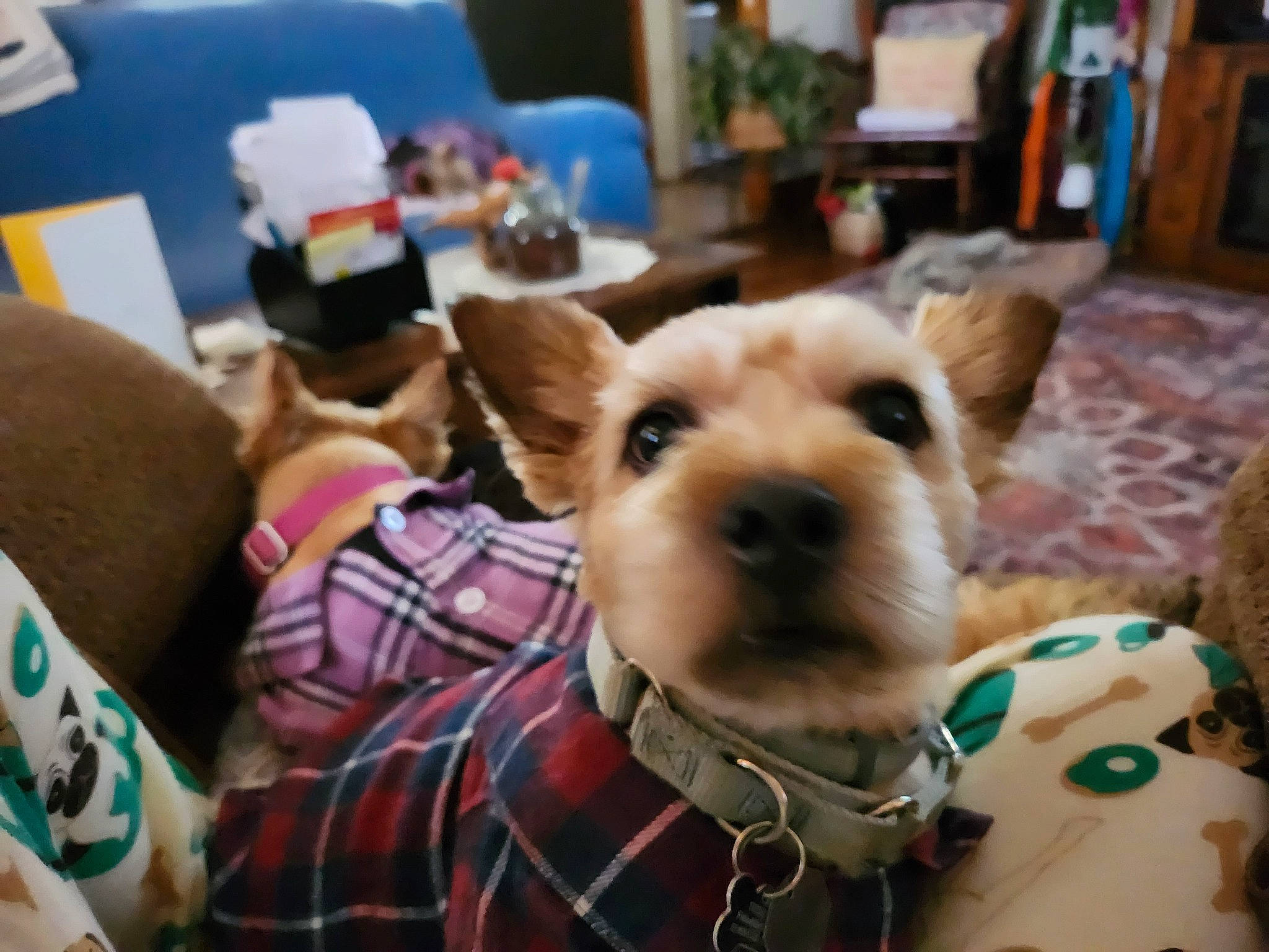 Teddy is registered to the contest to win money with this photo: canidae, carnivore, collar, companion_dog, dog, dog_breed, dog_clothes, dog_supply, ear, event, fawn, fur, pattern, picture_frame, plaid, selfie, snout, tartan, textile, working_animal